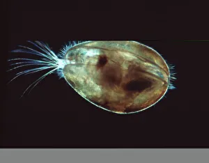 Images Dated 2001: Seed shrimp Print