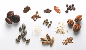 Phoenix Dactylifera Images Prints: Seed specimens C016 / 5846