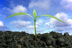 Seedling Growth Prints: Seedling, composite image