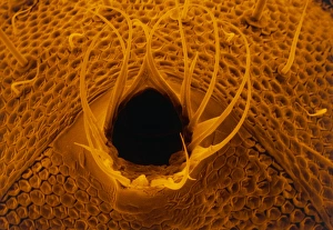 SEM of anal end of black garden ant SEM of anal end of black garden ant