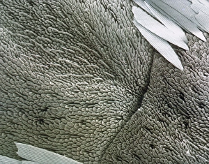 SEM of the antenna of white butterfly SEM of the antenna of white butterfly