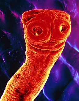 Images Dated 1st April 2003: SEM Print of Taenia saginata Scolex