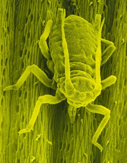 SEM of a bird cherry aphid feeding on barley leaf SEM of a bird cherry aphid feeding on barley leaf