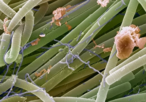 Images Dated 2000: Blue-green algae filamentous strands SEM Print