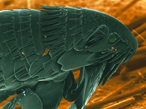 Prints of Cat flea. Coloured scanning electron micrograph (SEM) of a cat flea (Ctenocephalides felis) seen from the side Images Dated 2002 July: Cat flea SEM Print: A laterally-flattened, side-view image of a cat flea