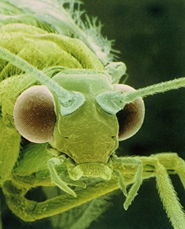 SEM of a common lacewing, Chrysopa septempunctata SEM of a common lacewing, Chrysopa septempunctata