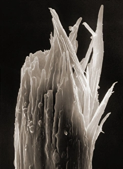 SEM of a damaged human head hair with a split end SEM of a damaged human head hair with a split end