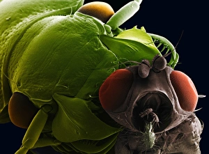 Compound Eye Structure Prints: SEM of ground beetle