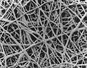 Prints of Eggshell membrane. Scanning electron micrograph (SEM) of the internal membrane from the shell of a hens egg. Several membranes are found around the embryo in a birds egg Images Dated 2005 July: SEM Print of Hen Eggshell Internal Membrane