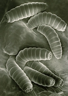SEM of maggots of the green blow fly SEM of maggots of the green blow fly