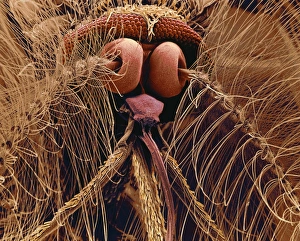 Compound Eye Insect Prints: SEM of mosquito head