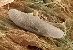 Images Dated 2000: SEM Print of Paramecium Caudatum