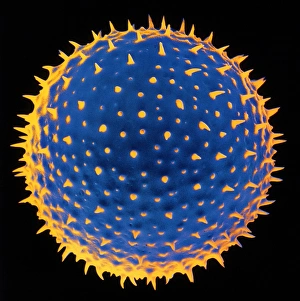 Pollen Grain Structure Prints: SEM of pollen grain