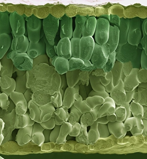 Images Dated 2000: Spinach Leaf Print, SEM