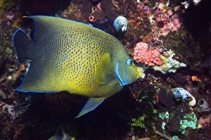 Prints of Semicircle angelfish (Pomacanthus semicirculatus) feeding on a sponge on a reef wall. Photographed in the Pacific Ocean, off the coast of Rinca, Indonesia Images Dated 2009 July: Semicircle Angelfish Feeding on a Sponge Print