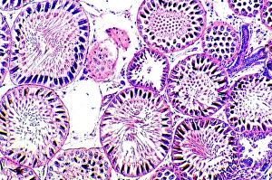 Seminiferous tubules Seminiferous tubules