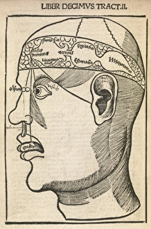 Senses within the brain, 16th century C017/6996 Senses within the brain, 16th century C017/6996
