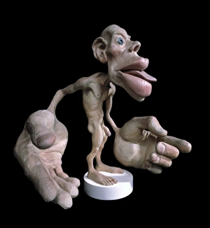 Sensory Homunculus Print: Anatomical Model of Body Sensitivity