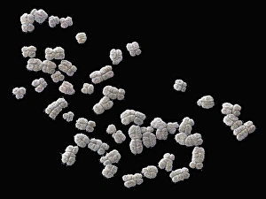 Prints of Set of human chromosomes, coloured scanning election micrograph (SEM). Chromosomes are a packaged form of the genetic material deoxyribonucleic acid (DNA) Images Dated 2011 August: Human Chromosome Set Print, SEM