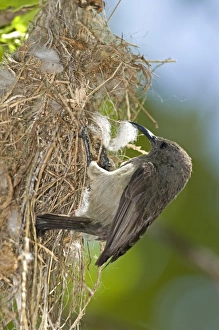 Seychelles sunbird Seychelles sunbird