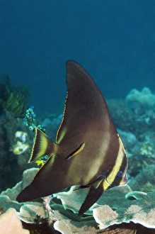 Bluestreak Cleaner Wrasse Prints: Shaded batfish