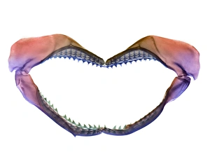 Prints of Shark jaws, coloured X-ray Images Dated 2006 December: Shark jaws coloured X-ray Print