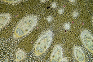 Prints of Sharp rush stem. Light micrograph of a section through the stem of a sharp rush (Juncus acutus) plant. This arid-adapted plant (xerophyte) has scattered vascular bundles Images Dated 2011 December: Sharp Rush Stem Print
