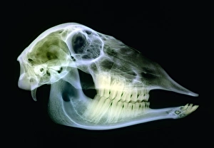 Prints of Sheep skull. Coloured X-ray of a sagittal section through a sheeps (Ovis aries) skull. Sheep have 32 permanent teeth; 12 molars and eight incisors on the bottom jaw and 12 molars on the top jaw Images Dated 2004 December: Sheep Skull Coloured X-ray Print