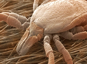 Ixodes Ricinus Prints: Sheep tick, SEM