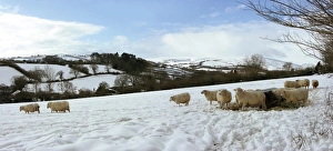 Ovis Aries Images Prints: Sheep in winter