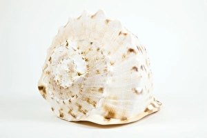 Seashell Photography Prints: Shell