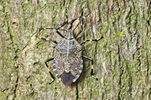 Shield Bug Prints: Shield bug C014 / 4640