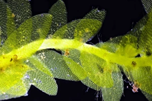 Light Micrograph Images Prints: Shining hookeria moss, light micrograph