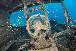 Shipwreck Dive Site Prints: Shipwreck and fish