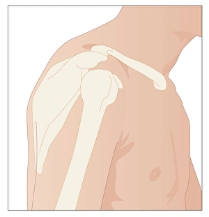 Prints of Shoulder bones. Artwork showing the bones of the shoulder in profile Images Dated 2011 January: Shoulder Bones Print