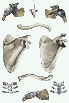 Images Dated 2005 February: Shoulder Bones and Ligaments Print