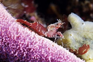 Marine Biology Images Prints: Shrimp