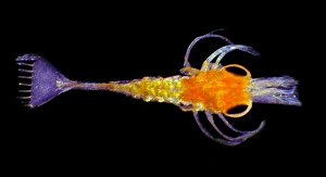 Polarised Light Microscopy Images Prints: Shrimp larva, light micrograph