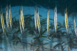 Shrimpfish Print (Aeoliscus punctatus) in vertical posture