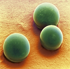 Silica Microspheres Print, 300x Magnification