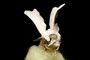 Moth Species Prints: Silkmoth C014 / 4634