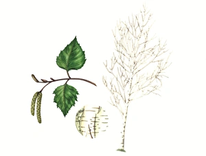 European Trees Prints: Silver birch, artwork