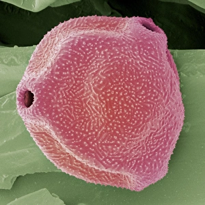Pollen Grain Structure Prints: Silver birch pollen, SEM