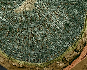 Prints of Silver birch twig. Coloured scanning electron micrograph (SEM) of a section through a silver birch (Betula pendula) twig. At the centre of the twig (top centre left) is the pith Images Dated 2007 April: Silver Birch Twig Print, SEM
