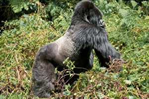 Gorilla Conservation Efforts Prints: Silverback mountain gorilla