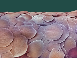 Coloured SEM Images Prints: Silverfish scales, SEM
