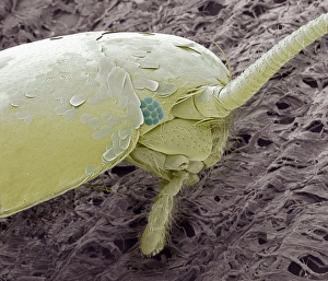 Prints of Silverfish. Coloured scanning electron micrograph (SEM) of a silverfish (Lepisma saccharina) on toilet paper. Silverfish are so named because they are covered in tiny shiny scales Images Dated 2011 September: SEM Silverfish Print: A silverfish on toilet paper, magnified x50