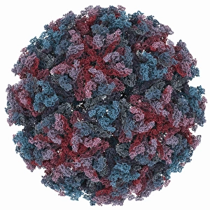 Prints of Sindbis virus capsid, molecular model. This virus, transmitted by mosquitoes, causes sindbis fever in humans. In viruses, the capsid is the protein shell that encloses the genetic material Images Dated 2012 September: Sindbis Virus Capsid Print