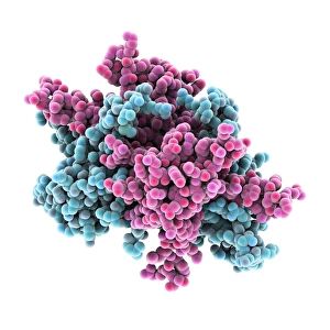 Deoxyribonucleic Acid Model Prints: Single-stranded DNA-binding protein C016 / 2675
