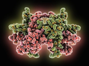 DNA Replication Process Prints: Single-stranded DNA-binding protein C016 / 2676